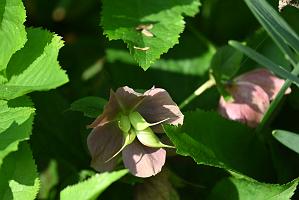 2025-05117922 Mount Auburn Cemetery, MA